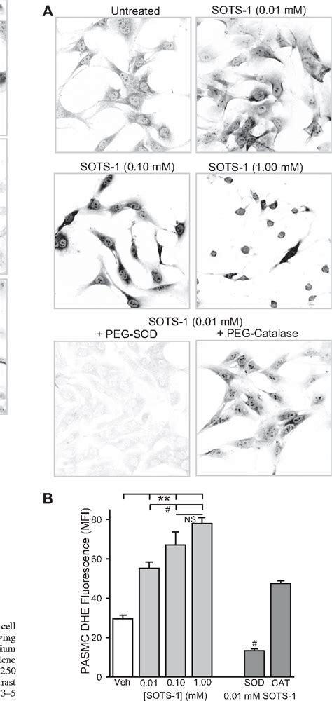 Figure From Chronic Hypoxia Limits H O Induced Inhibition Of Asic