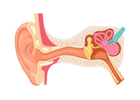 Premium Vector Anatomy Of The Human Ear Internal Structure Of The