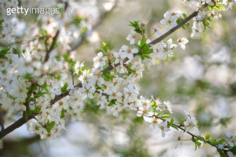 Twigs of cherry tree with white blossoming flowers in early spring 이미지