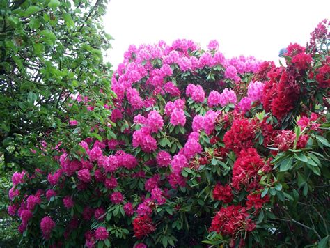 How to Grow and Take Care of Azaleas and Rhododendrons