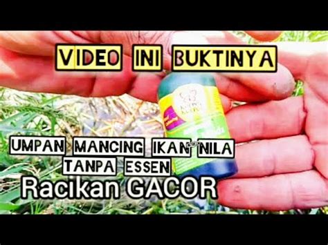 Buktikan Sendiri Campuran Umpan Lumut Untuk Mancing Ikan Nila Liar