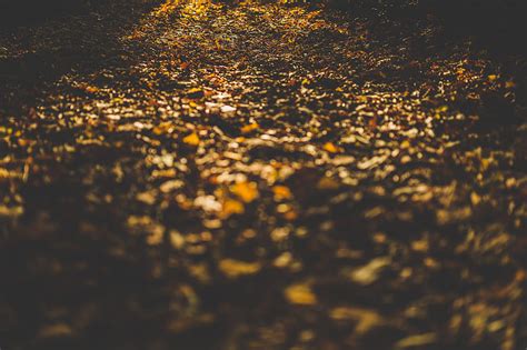 Royalty-Free photo: Forest Floor Leaves Autumn | PickPik