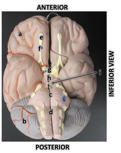 Brain Inferior View Diagram Quizlet