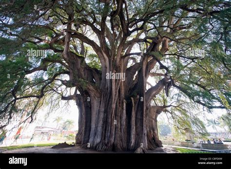 El Tule Tree The Worlds Largest Tree By Circumference Oaxaca State