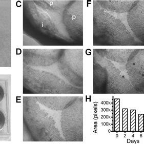 Ex Vivo Murine Calvarial Organ Culture A Tissue Immobilizing Device