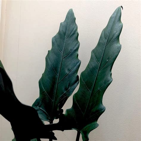 The ULTIMATE Guide For Alocasia Lauterbachiana