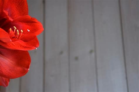 Premium Photo Close Up Of Red Rose On Wood Against Wall