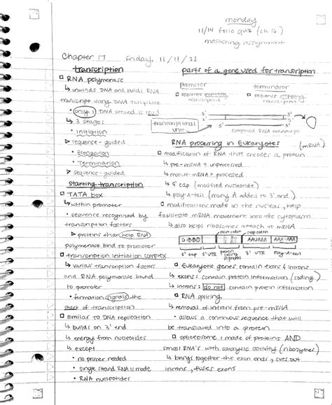 Bio Notes Transcription BIOL 1107 Studocu