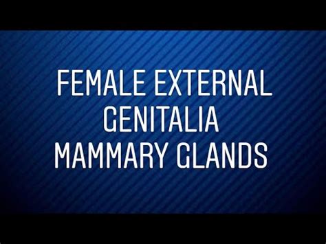 Female External Genitalia Mammary Glands Human Reproduction