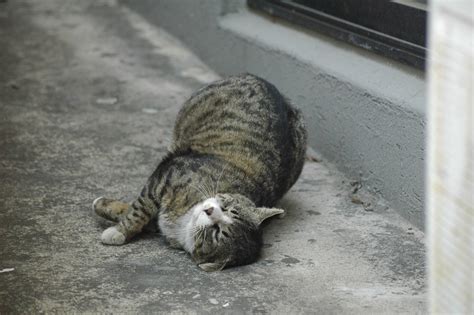 1920x1080 Wallpaper Gray And Brown Tabby Cat Peakpx