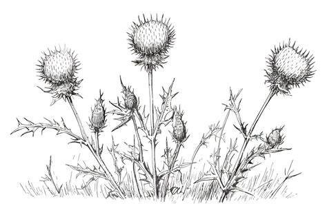 Premium Vector | Outlined milk thistle flowers nature botanical ...