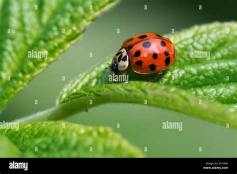 Harlequin Ladybird Multicolored Asian Lady Beetle Harmonia Axyridis