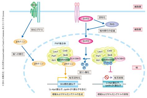 チロシンホスファターゼshp2による核における基質タンパク質parafibrominを介したwnt経路の活性化 ライフサイエンス 新着論文レビュー