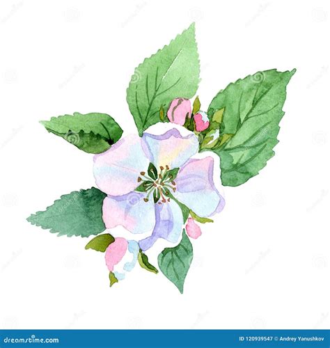 Apple Blossom Flower Floral Botanical Flower Isolated Illustration