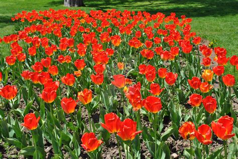 Tulips @ Niagara Falls by Duncan-Green on DeviantArt