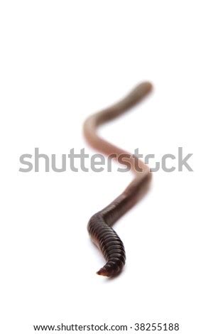 Rain-worm Stock Images, Royalty-Free Images & Vectors | Shutterstock