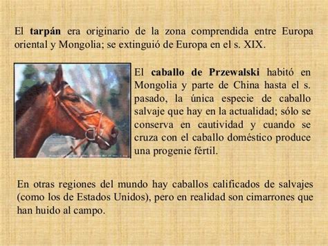 Caballos Y Sus Caracteristicas