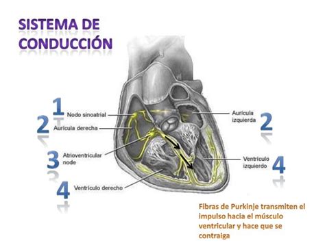 Sistema De Conducción Y Ciclo Cardiaco