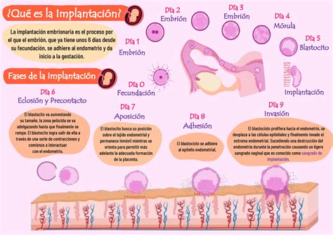 Infografias El Blastocito Va Aumentando Su Tama O La Zona Pel Cida