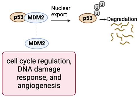 Jcm Free Full Text Mdm2 Implications For Potential Molecular