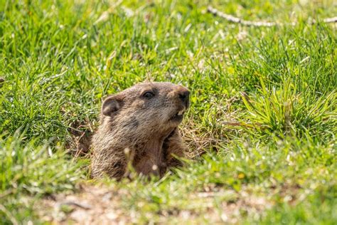 Will Punxsutawney Phil See His Shadow On Groundhog Day 2024