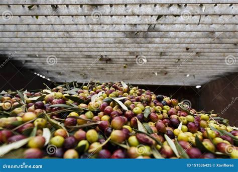 Olives Harvested Over A Net During Harvesting Season To Make Olive Oil