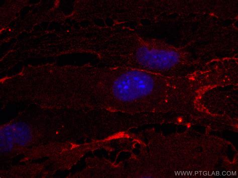 Cd Antibody Apc Proteintech