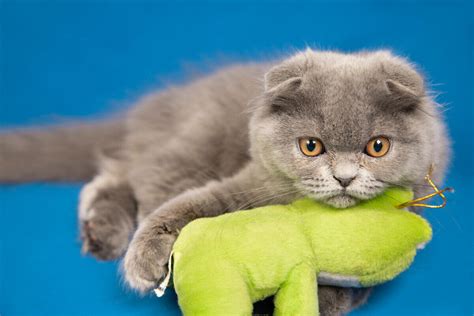 Scottish Fold Kedi Özellikleri Bakımı Ve Beslenmesi Petlebi