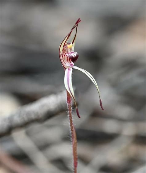 Caladenia Sigmoidea In July By Ric Woodland Inaturalist