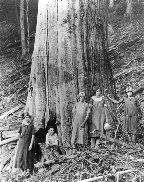 Outdoors American Chestnut Chestnut Trees Tree Felling