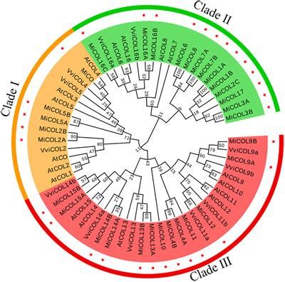 Frontiers Genome Wide Identification Of The Mango CONSTANS CO