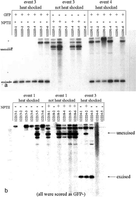 A B Southern Blot Analysis On Transgenic Plants Containing Pmon36159