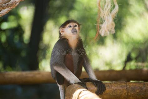 Baby Red-shanked Douc Langur Stock Photo - Image of freedom, portrait ...