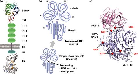 Hepatocyte Growth Factor Met In Cancer Progression And Biomarker