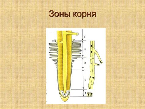 Корень растения. Функции корня. Виды корней - презентация онлайн