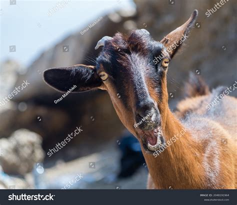 1,439 Crazy Goats Images, Stock Photos & Vectors | Shutterstock