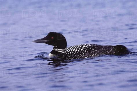 Common Loon Floating On Water Stock Photo Dissolve