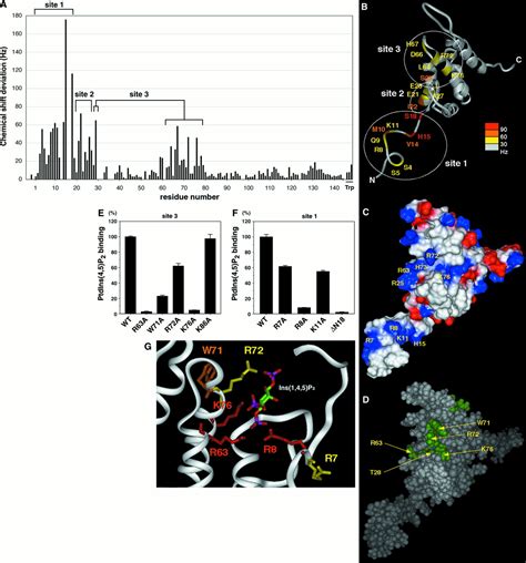 Role Of The Enth Domain In Phosphatidylinositol Bisphosphate