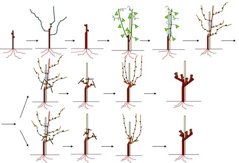 Guía paso a paso Cómo podar una vid para un crecimiento saludable y
