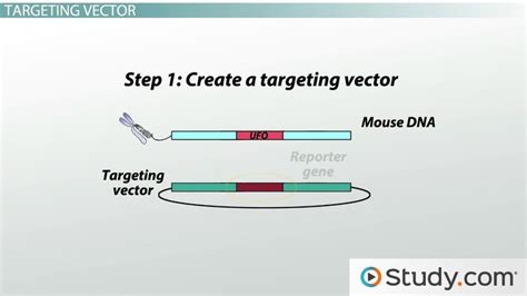 Knockout Mice Function Strategies And Drawbacks Lesson