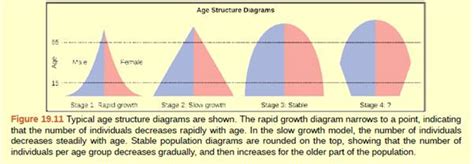 Characteristics Of A Slowly Expanding Age Structure Diagram