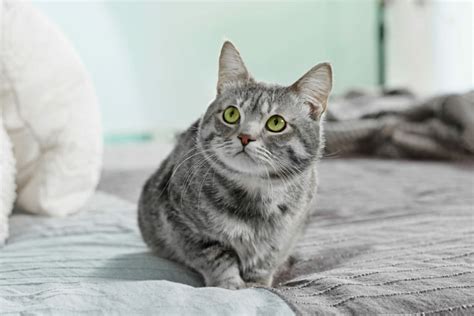 Preciso De Ajuda O Meu Gato Faz Xixi Na Cama Saiba O Que Fazer