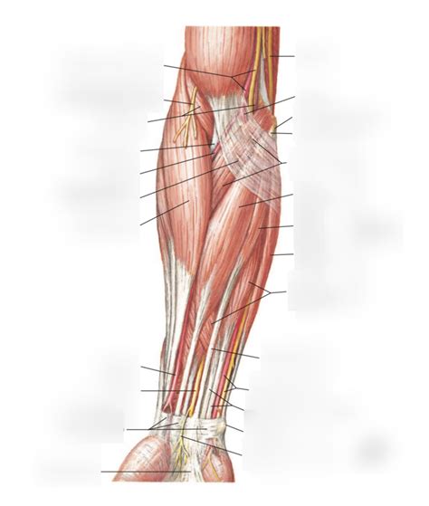 Forearm Muscles Anterior View Superficial Layer Diagram Quizlet