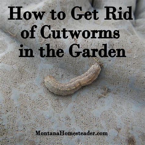 How To Get Rid Of Cutworms In The Garden How To Identify Them And 5