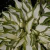 mnogoletnik.com - Hosta Winter Snow - Хоста Зимний Снег - Винтер Сноу