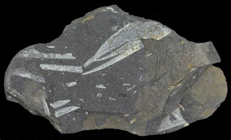 Fossil Graptolites (Didymograptus) - Great Britain (#66612) For Sale ...