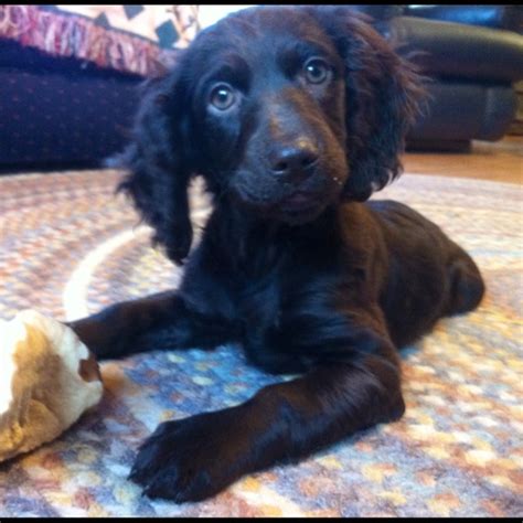 Our Soon To Be New Pet Boykin Spaniel Puppy Spaniel Breeds Boykin