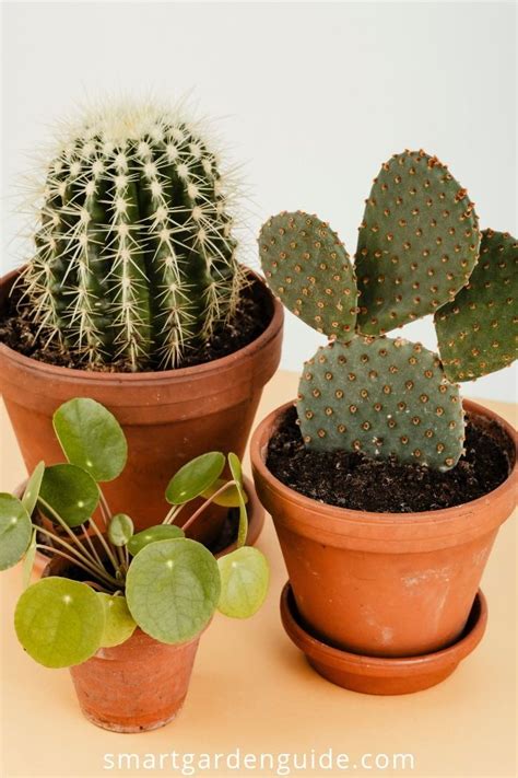 Whats The Difference Between Succulents And Cacti Read This Article And Youll Never Forget