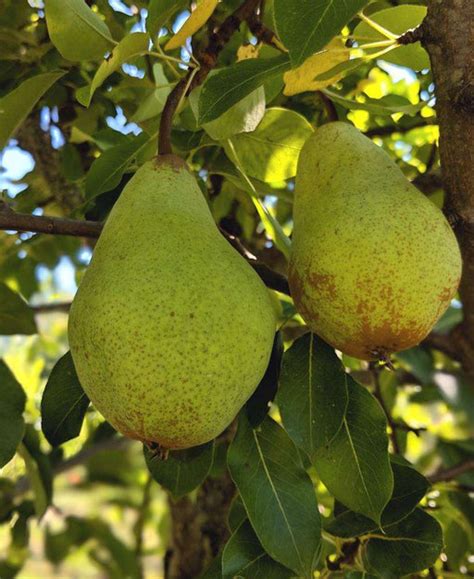 European Pear Trees — Raintree Nursery