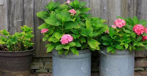 Growing Hydrangeas In Pots Pyracantha Co Uk